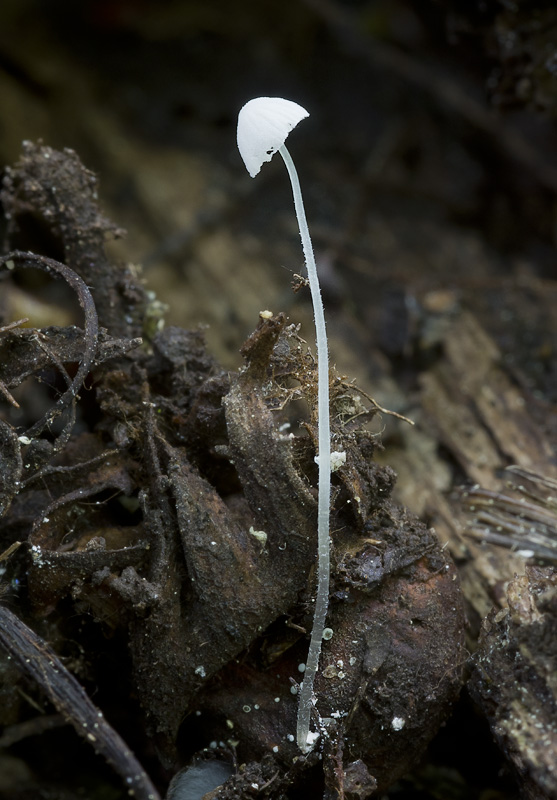 Mycena nucicola